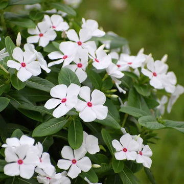 Mixed Vinca Periwinkle flower seeds for planting in home gardens and flower beds.