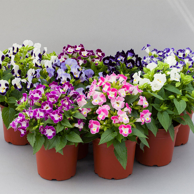 Unique Mixed Wishbone Flower Seeds for Planting