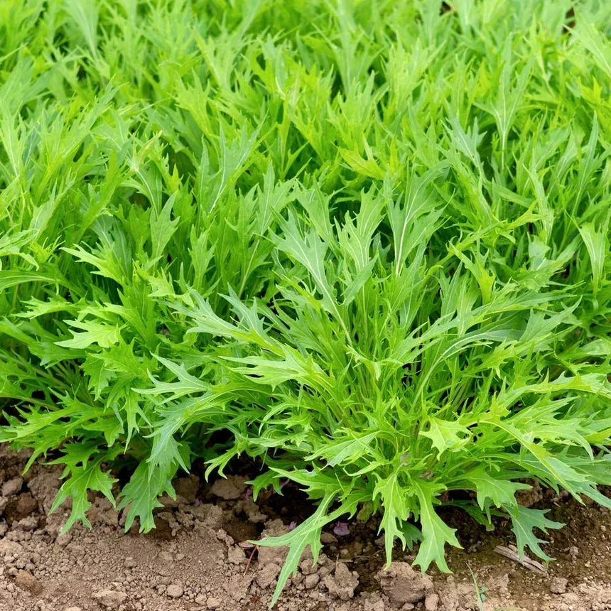Mizuna Mustard Greens Growing in Home Garden