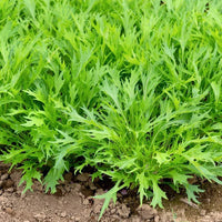Mizuna Mustard Greens Growing in Home Garden