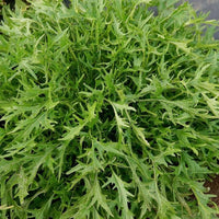 Mizuna Mustard Seeds for Planting
