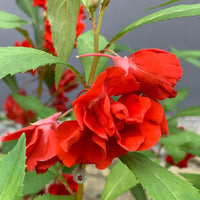 Balsam (Balsam Camellia) seeds for planting in home garden