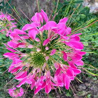 Giant Rose Queen Cleome Seeds for Large, Vibrant Blooms