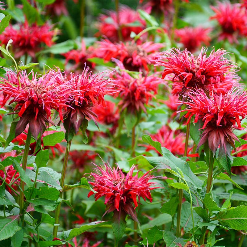 Monarda flower seeds suitable for raised beds, cottage gardens, and containers.