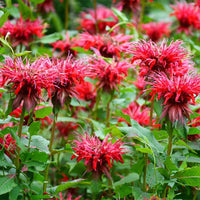 Monarda flower seeds suitable for raised beds, cottage gardens, and containers.