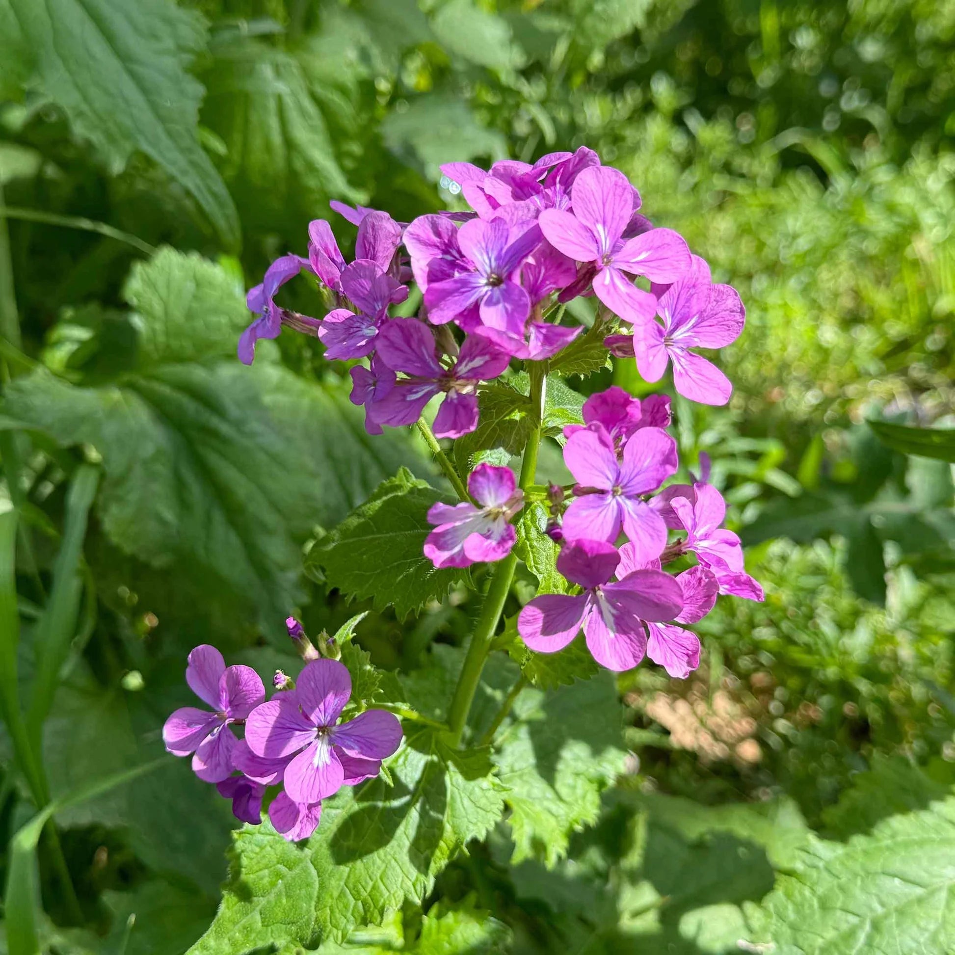 Lunaria Annua Flower seeds for Planting - Long Bloom Season, Heirloom & GMO Free Seeds for Home Garden
