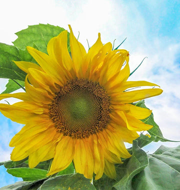 Mongolian Giant sunflower seeds for planting in home gardens