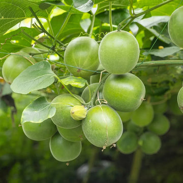 Monk Fruit (Luo Han Guo) seeds for planting in home gardens and trellises.