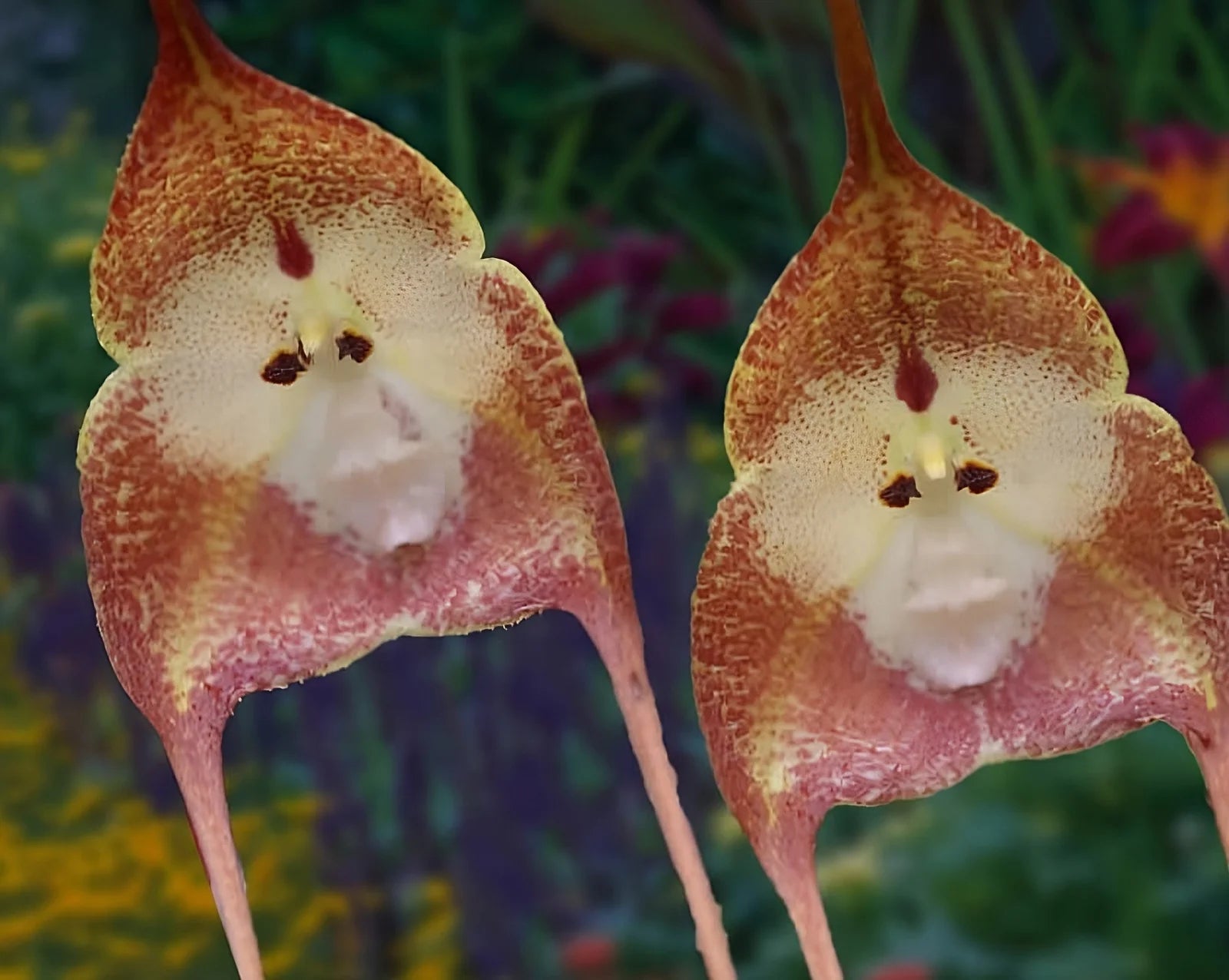 Light Pink Monkey Face Flower seeds for Planting - Bright Blooms, Heirloom & GMO Free Seeds for Home Garden