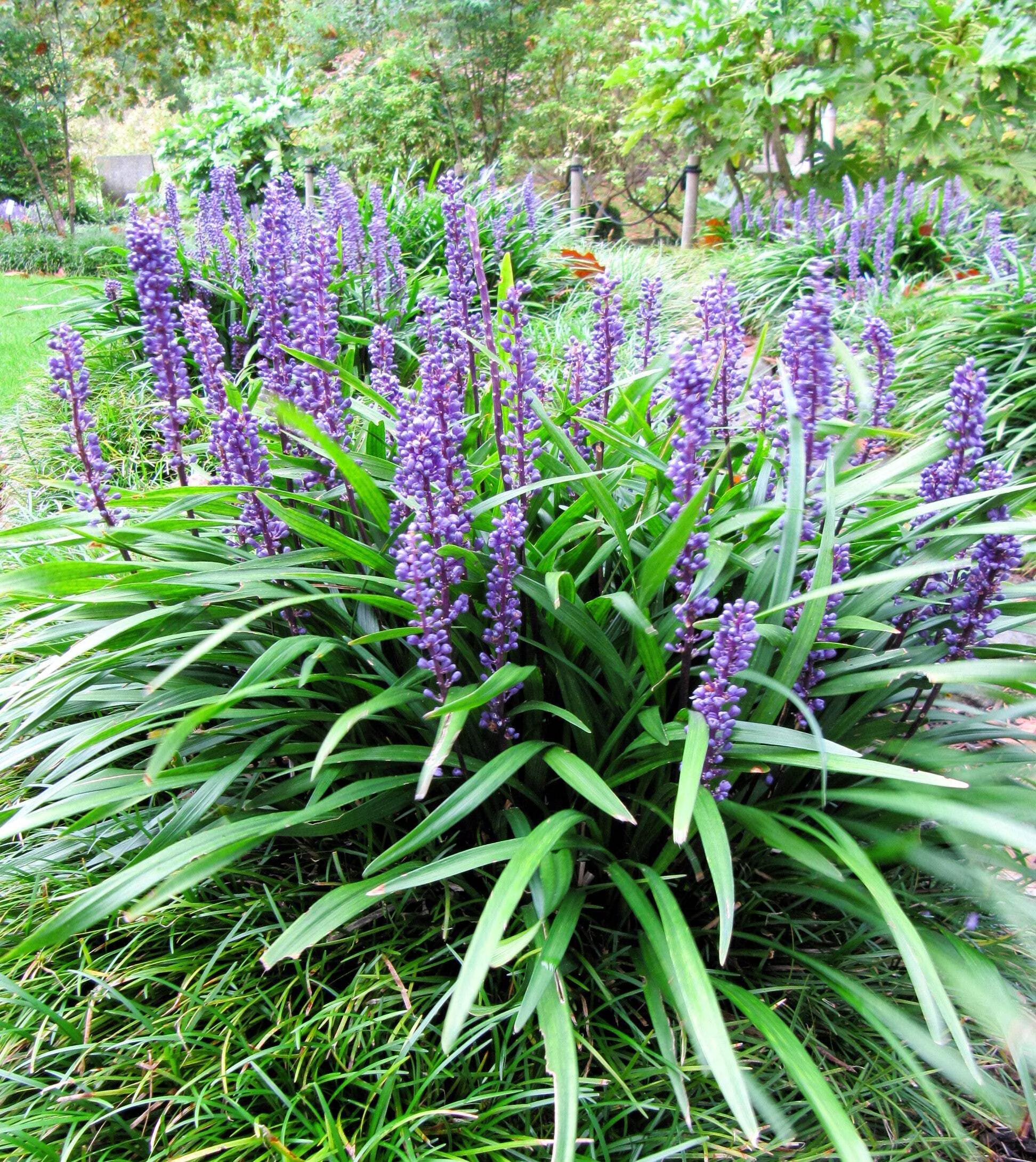 Monkey Grass (Liriope spp.) seeds for planting in home gardens and landscape borders.