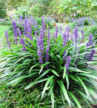 Monkey Grass (Liriope spp.) seeds for planting in home gardens and landscape borders.