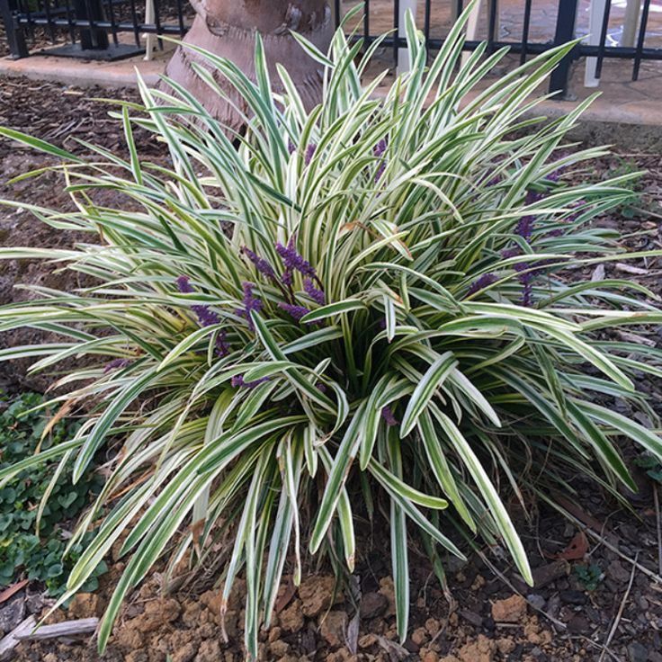 Monkey Grass ornamental seeds for garden edging and decorative landscape planting.