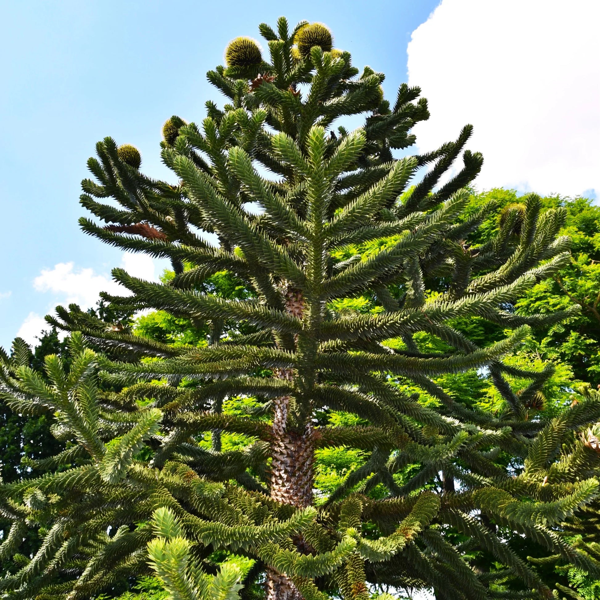 Monkey Puzzle Tree seeds suitable for gardens, parks, and outdoor spaces.