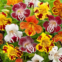 Monkeyflower Mix Mimulus seeds for garden planting