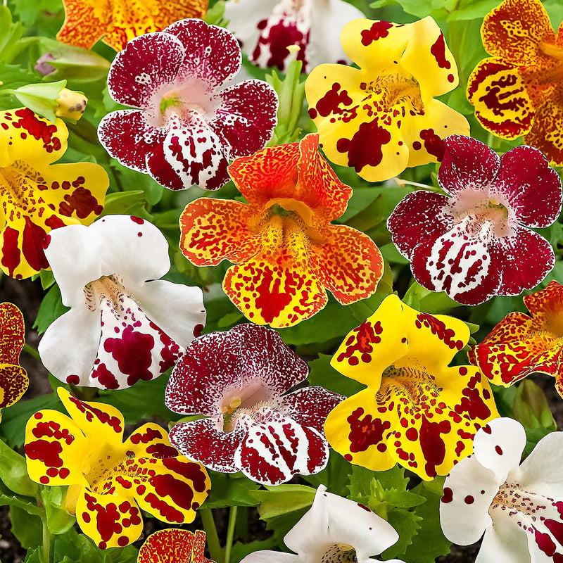 Monkeyflower Mix Mimulus seeds for garden planting