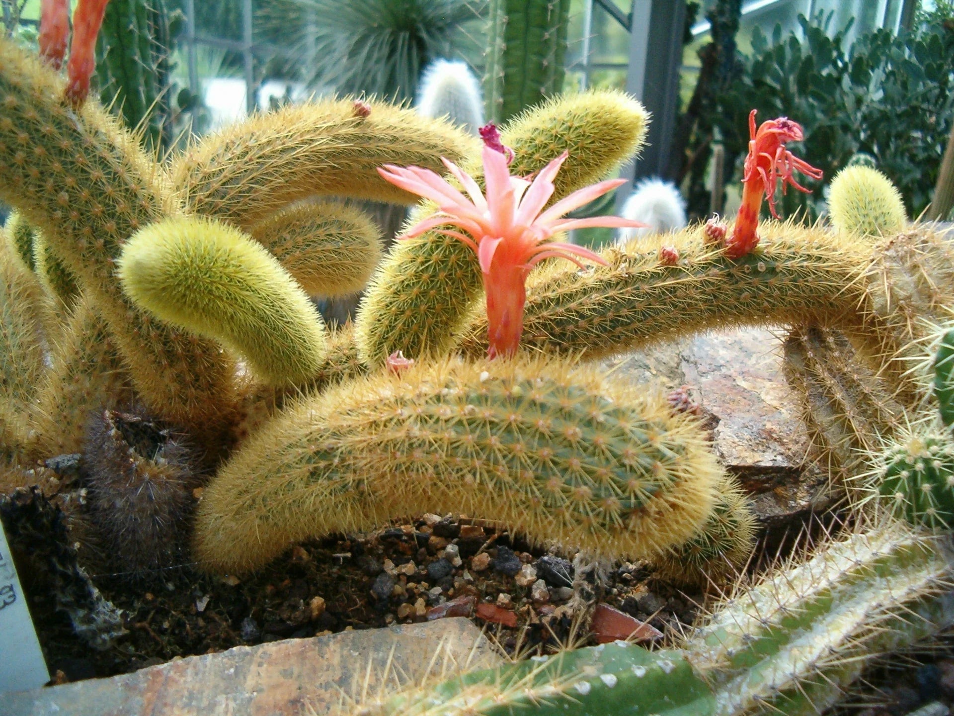 Healthy Monkey Tail trailing succulent suitable for indoor and outdoor display.