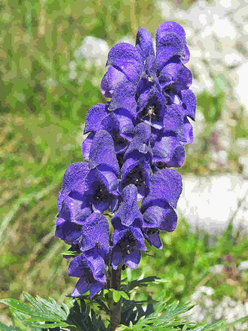 Monkshood flower seeds for planting in home gardens and borders.
