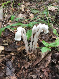 White Monotropa uniflora flowers growing on a shaded woodland floor.