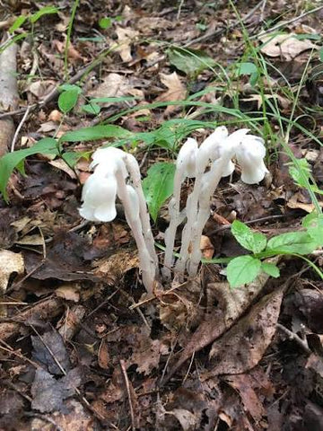 White Monotropa uniflora flowers growing on a shaded woodland floor.
