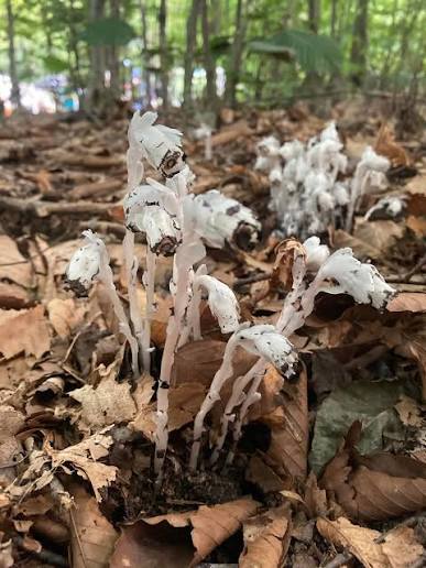 Monotropa uniflora displaying distinctive white blooms in a natural shade garden.