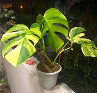 Tropical Monstera Albo ornamental plant seeds with variegated foliage.
