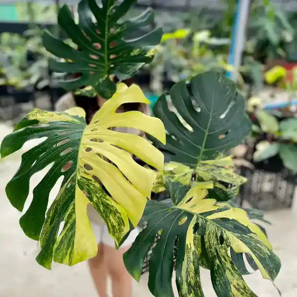 Tropical variegated foliage plant growing in a decorative indoor container.