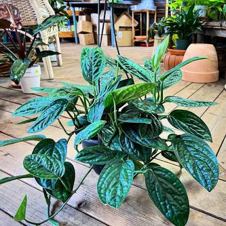 Monstera Peru plant seeds for growing textured tropical foliage in containers and gardens.