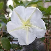 Moon Flower seeds for Planting - Seasonal Bloomer, Heirloom & GMO Free Seeds for Home Garden