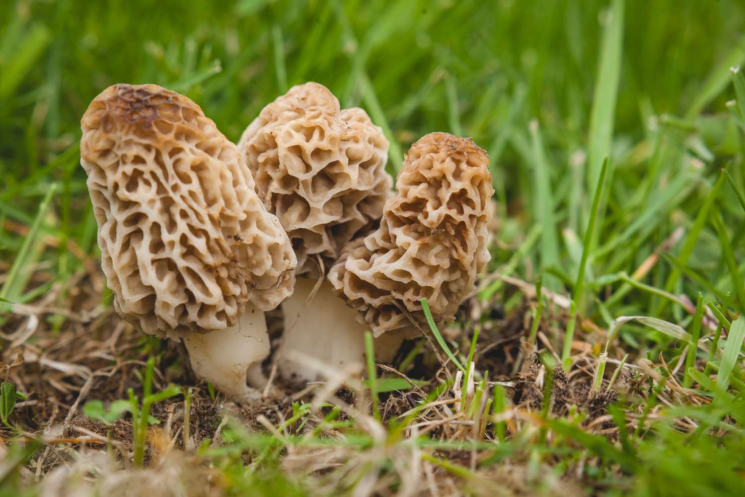 Morel mushroom growing medium suitable for indoor and outdoor cultivation.