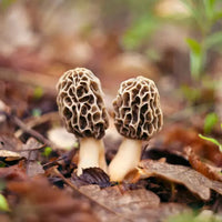 Morel mushroom mycelium substrate for home cultivation projects.