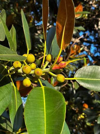 Evergreen foliage of Moreton Bay Fig tree with broad glossy leaves