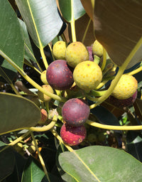 Moreton Bay Fig Tree (Ficus macrophylla) seeds for ornamental gardening