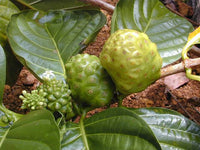 Morinda citrifolia seeds suitable for containers, patios, and outdoor tropical growing