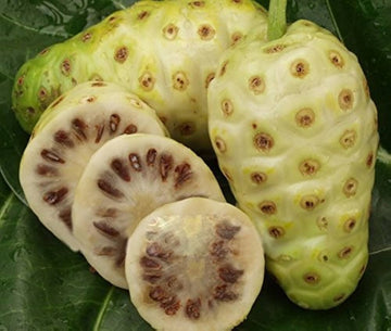 White flowers of Morinda citrifolia Noni tree