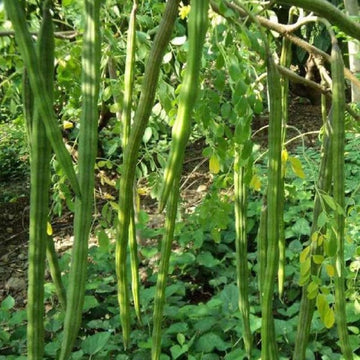 Moringa Oleifera drumstick tree seeds for home garden planting.