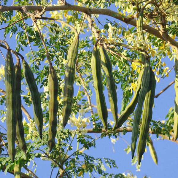 Moringa (Moringa oleifera) seeds for planting in home gardens.