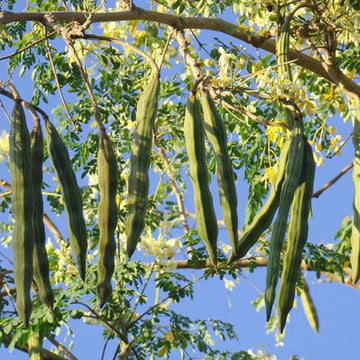 Moringa (Moringa oleifera) seeds for planting in home gardens.