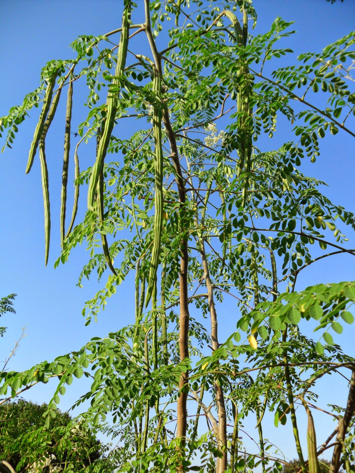 Moringa Oleifera heirloom seeds suitable for containers and outdoor growing