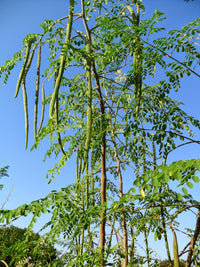 Moringa Oleifera heirloom seeds suitable for containers and outdoor growing