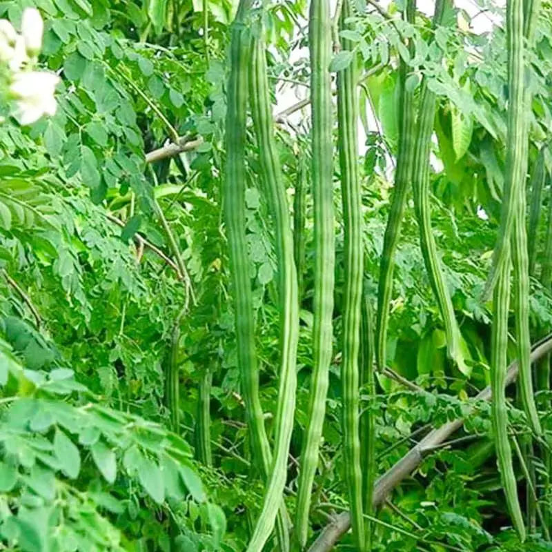 Moringa PKM1 variety seeds for planting in home gardens.