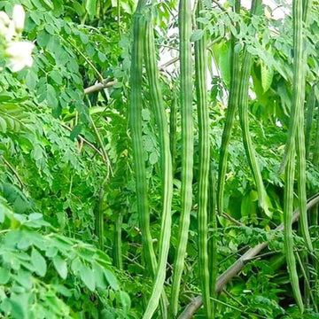 Moringa PKM1 variety seeds for planting in home gardens.