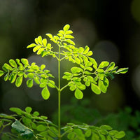 Moringa seeds for garden planting and outdoor growing.