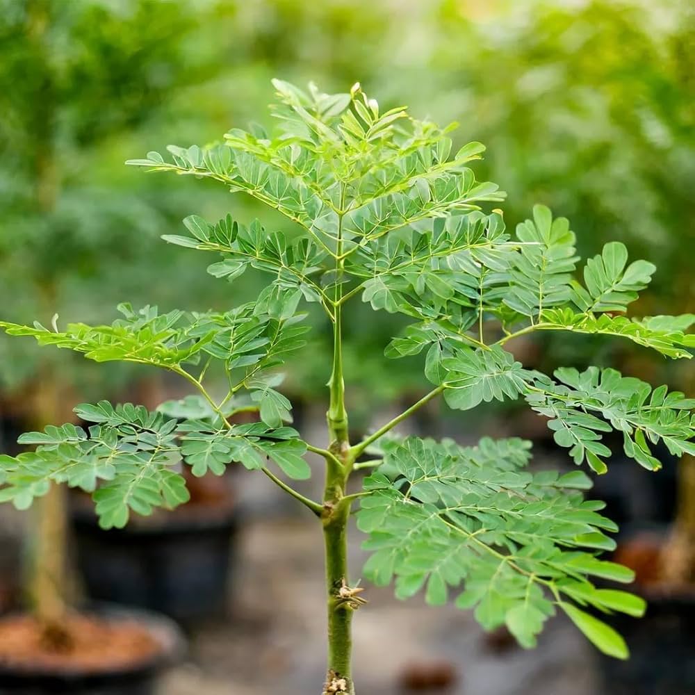 Heirloom Moringa tree seeds suitable for raised beds and large containers.