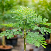 Heirloom Moringa tree seeds suitable for raised beds and large containers.