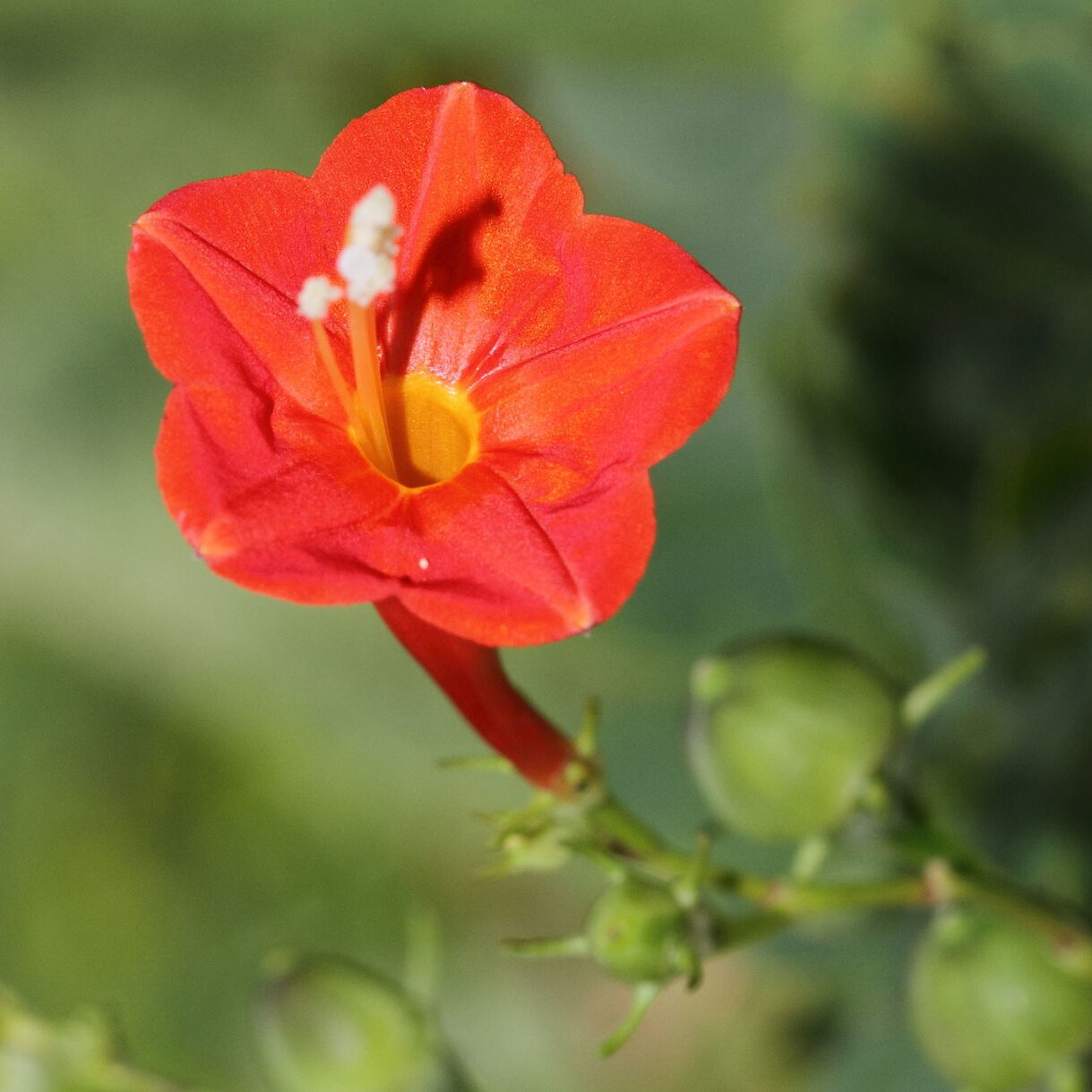Red Morning Glory Seeds for Planting Ipomoea Coccinea trellis garden flowering fence