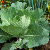 Morris Heading Collard with Broad Green Leaves