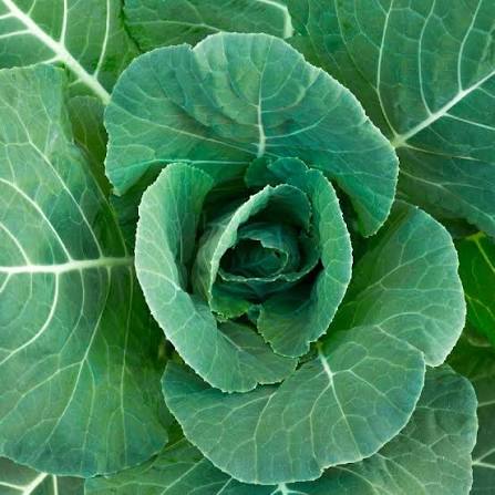 Morris Heading Collard Seeds for Home Vegetable Gardens