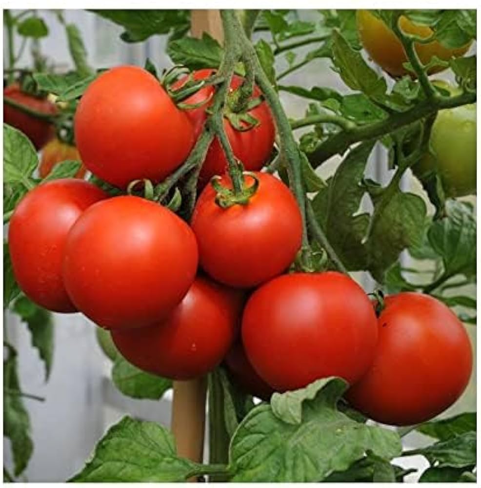 Heirloom Mortgage Lifter tomato plants growing in a sunny garden