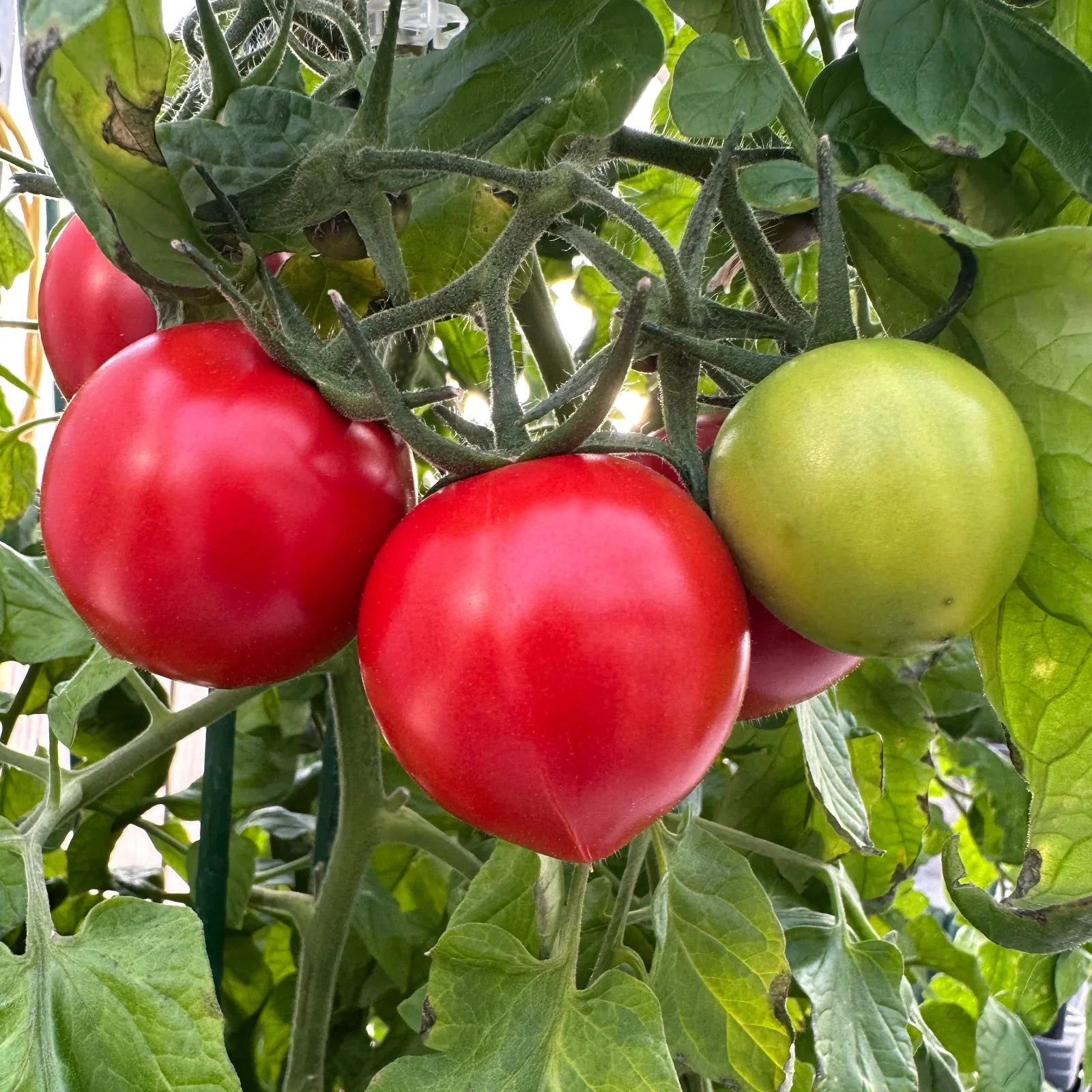 Mortgage Lifter tomato seeds for home vegetable garden planting