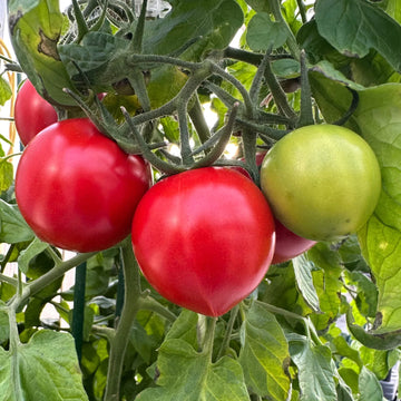 Mortgage Lifter tomato seeds for home vegetable garden planting